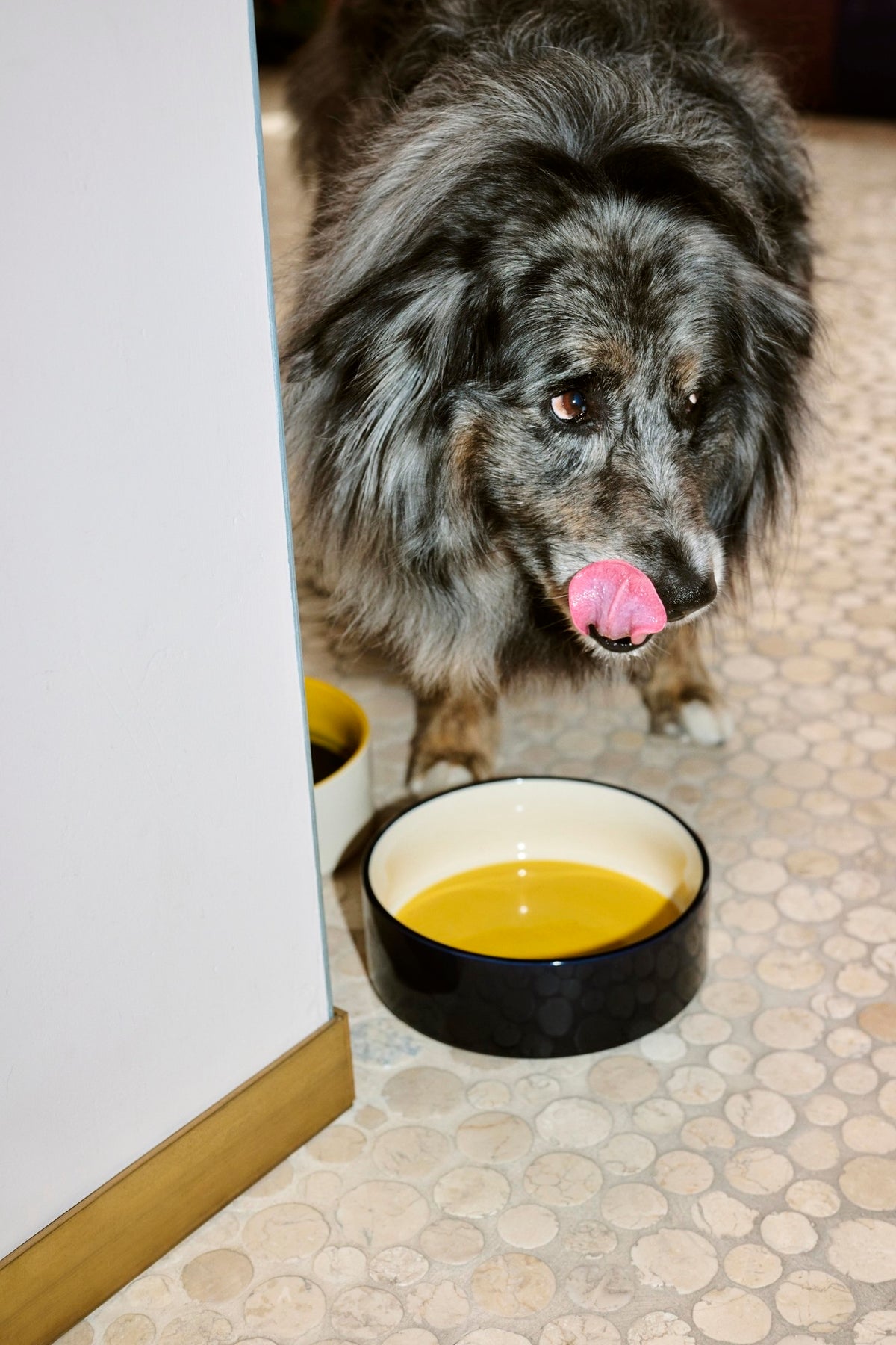 HAY - Dogs Bowl