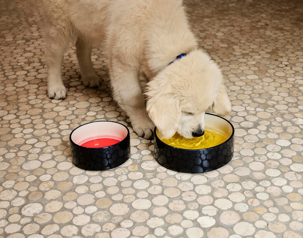 HAY - Dogs Bowl