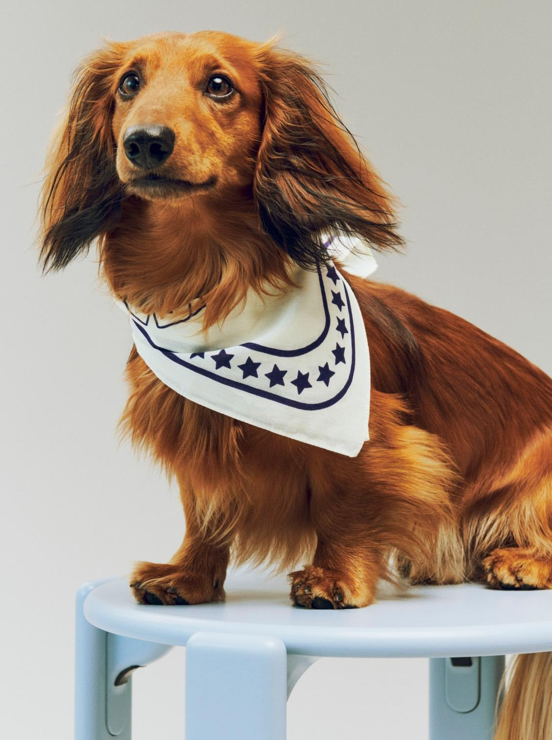 HAY - Dog Scarf (RECYCLED)